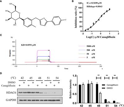 Canagliflozin, characterized as a HDAC6 inhibitor, inhibits gastric cancer metastasis